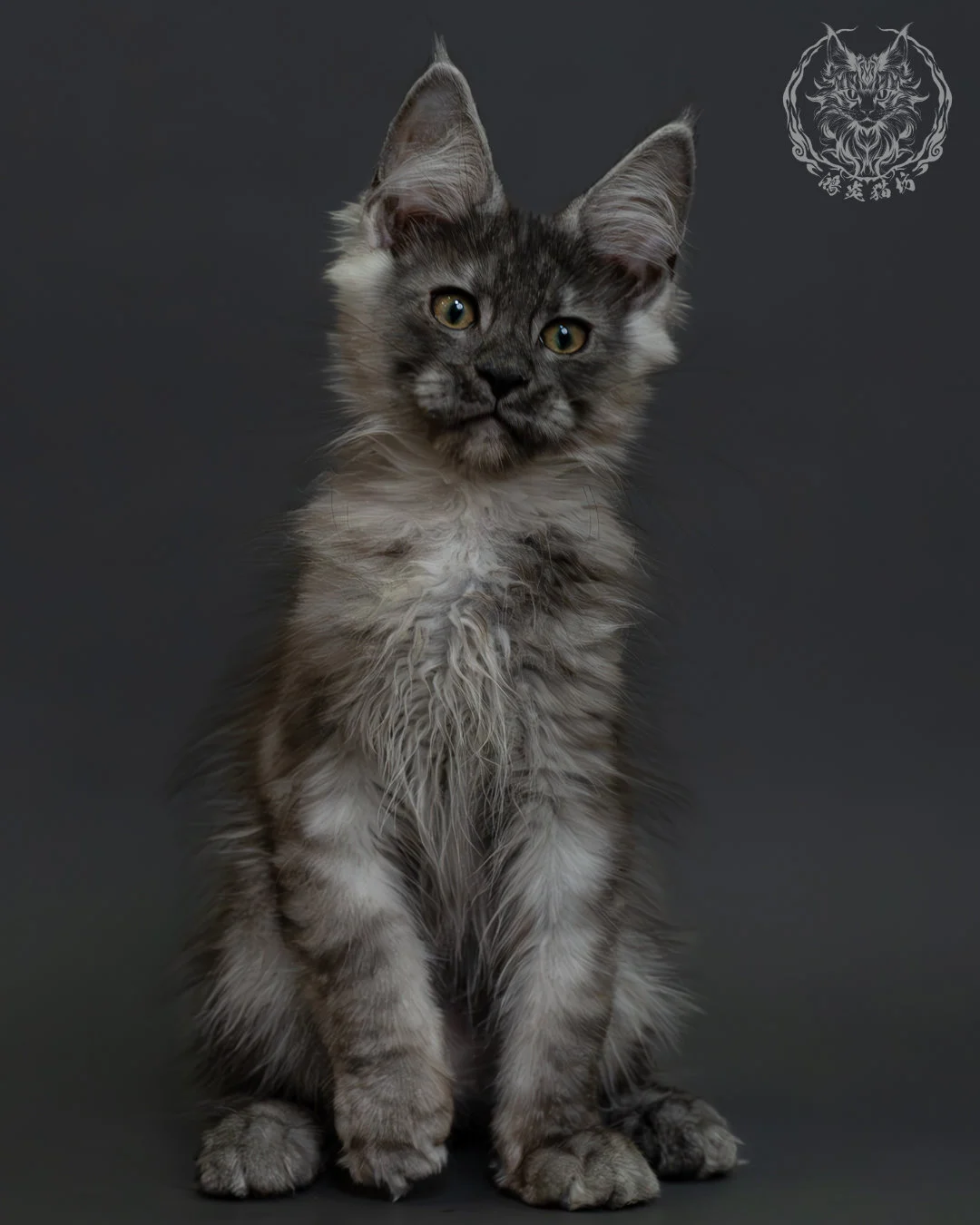 黑銀虎斑緬因貓 10