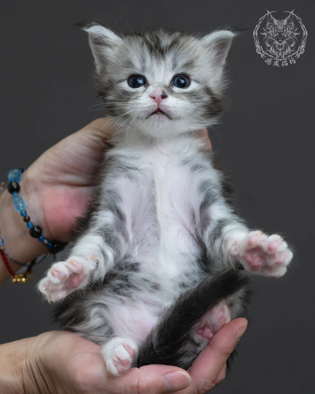 黑銀虎斑緬因貓 1