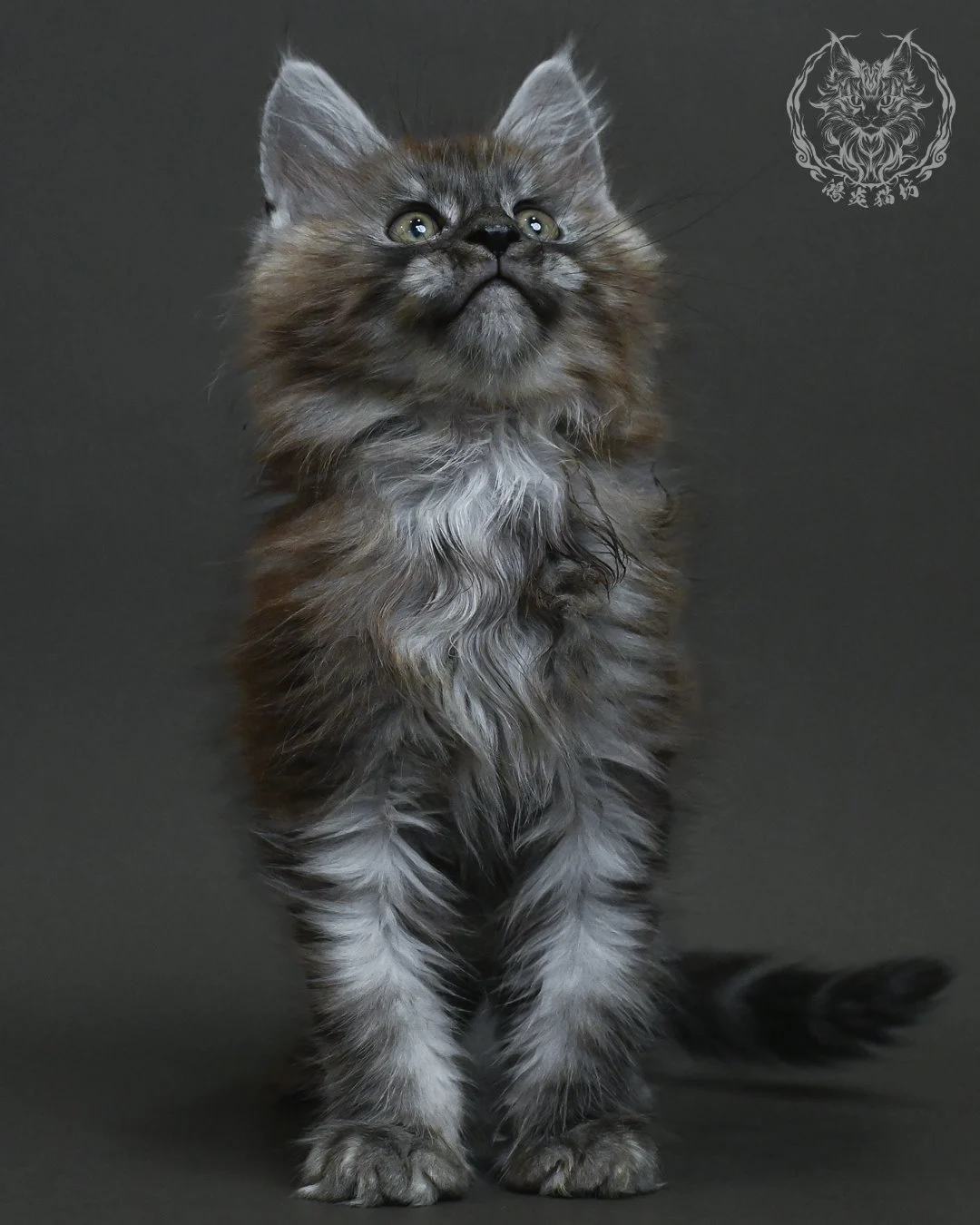 黑銀虎斑緬因貓 17