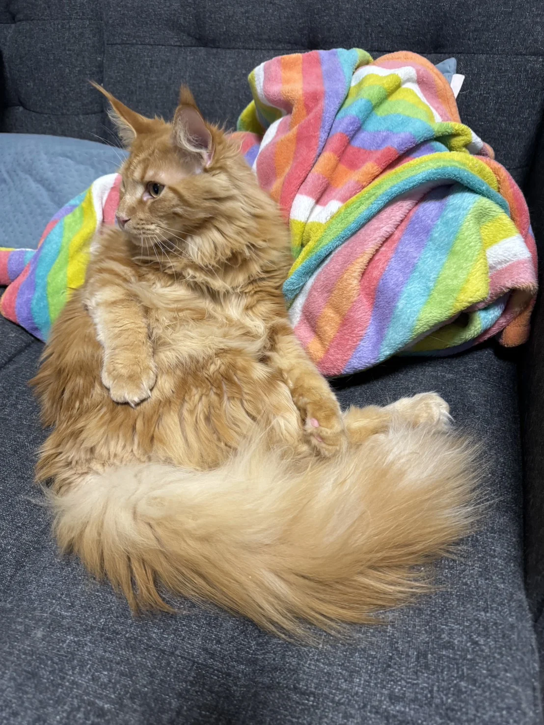 Hongyan Maine Coon Halu Daily Life 02.jpg