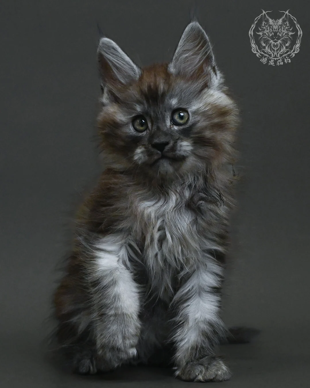 黑銀虎斑緬因貓 14