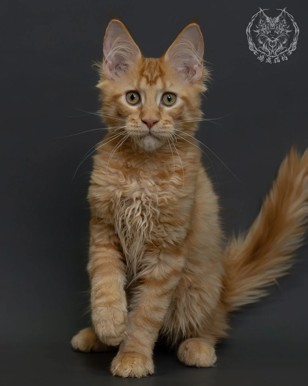 紅虎斑緬因貓 3