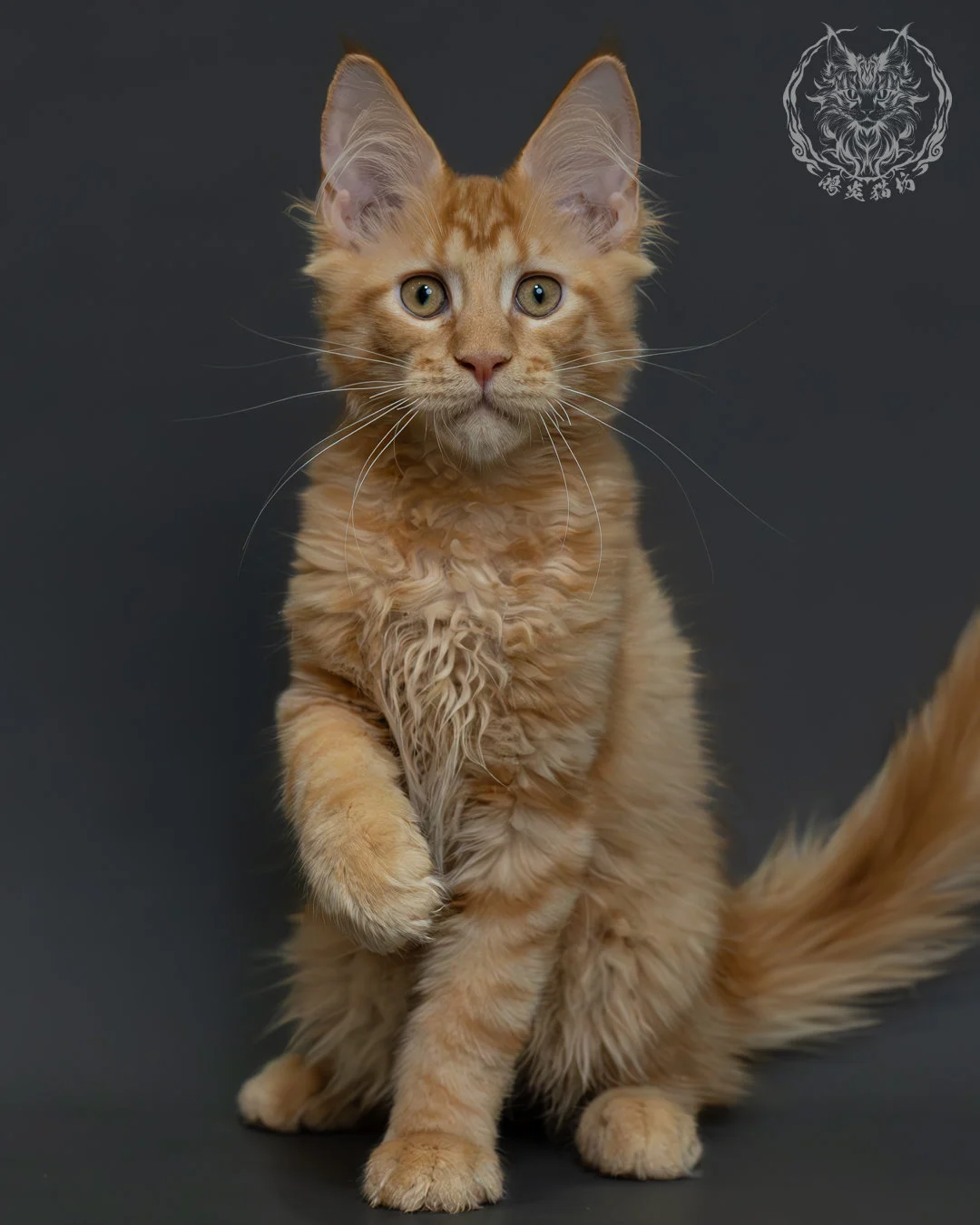 紅虎斑緬因貓 4