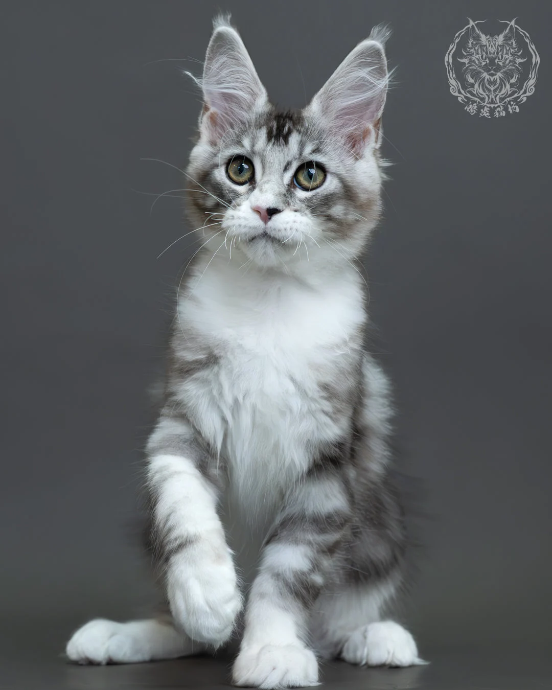 藍銀虎斑緬因貓 15