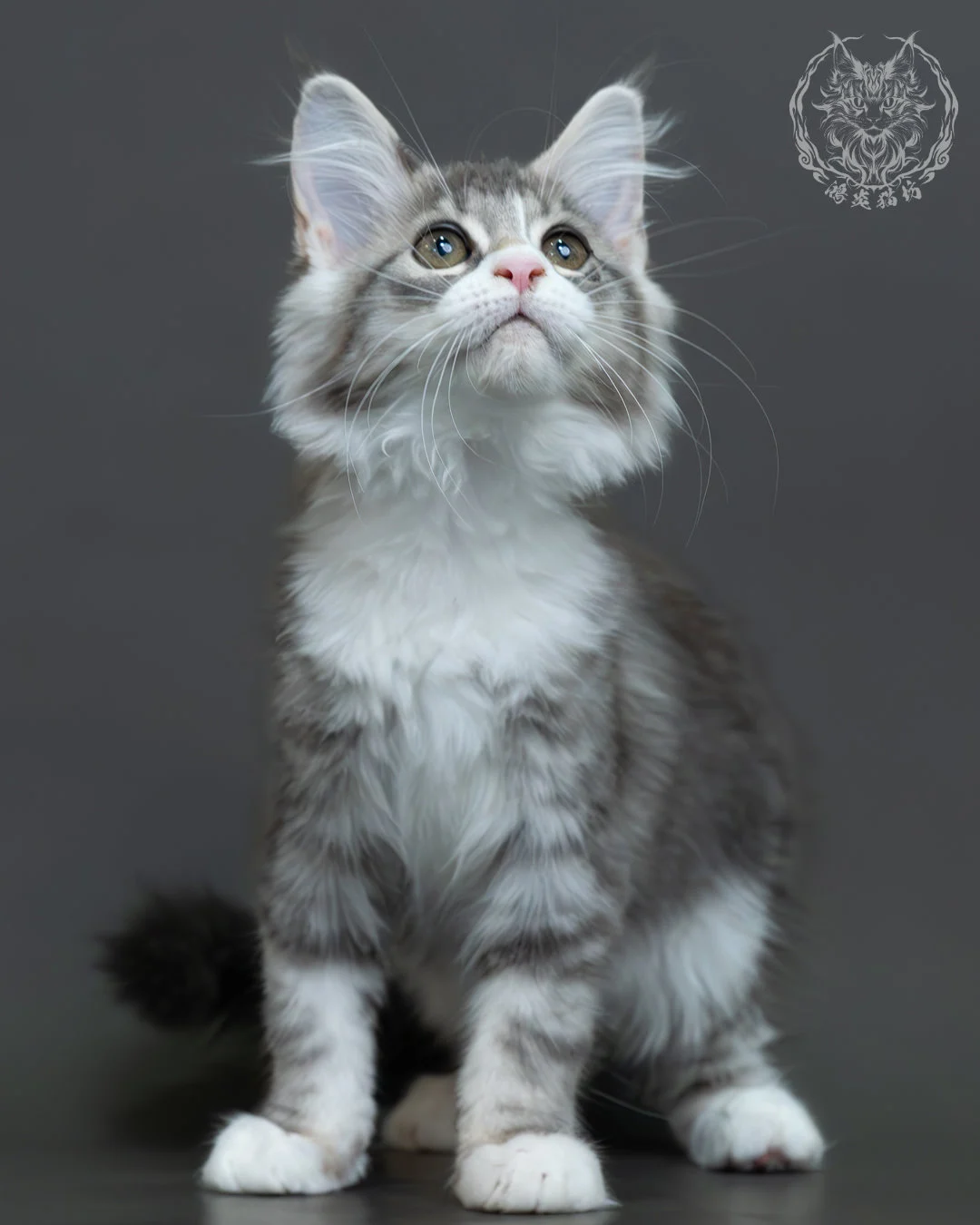 藍銀虎斑緬因貓 3