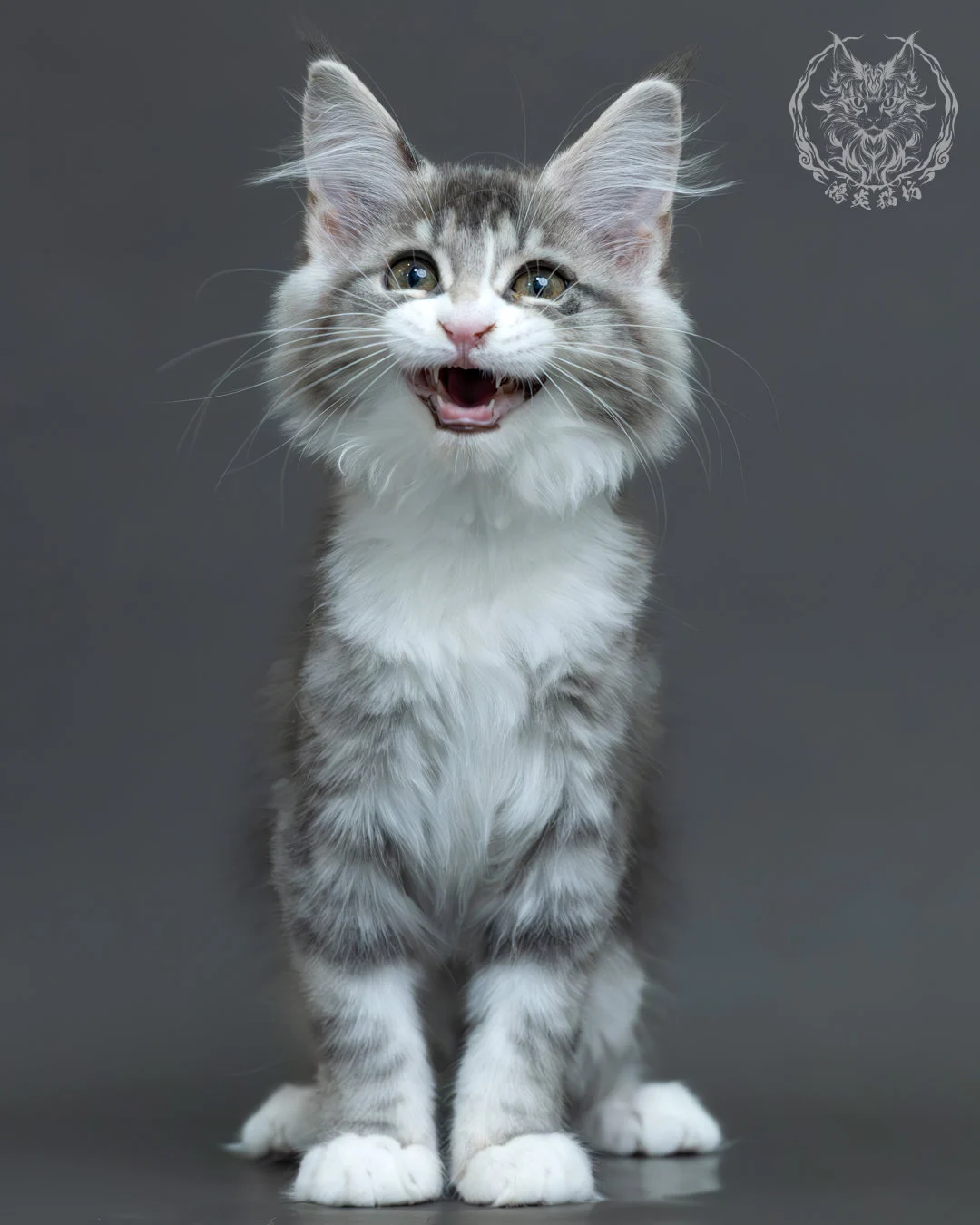 藍銀虎斑緬因貓 12