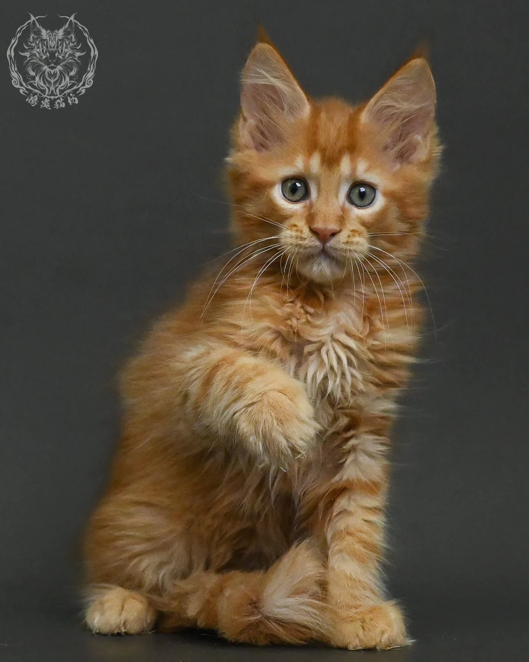 紅虎斑緬因貓 6