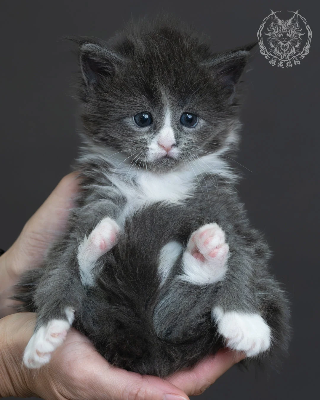 藍煙燻緬因貓 4