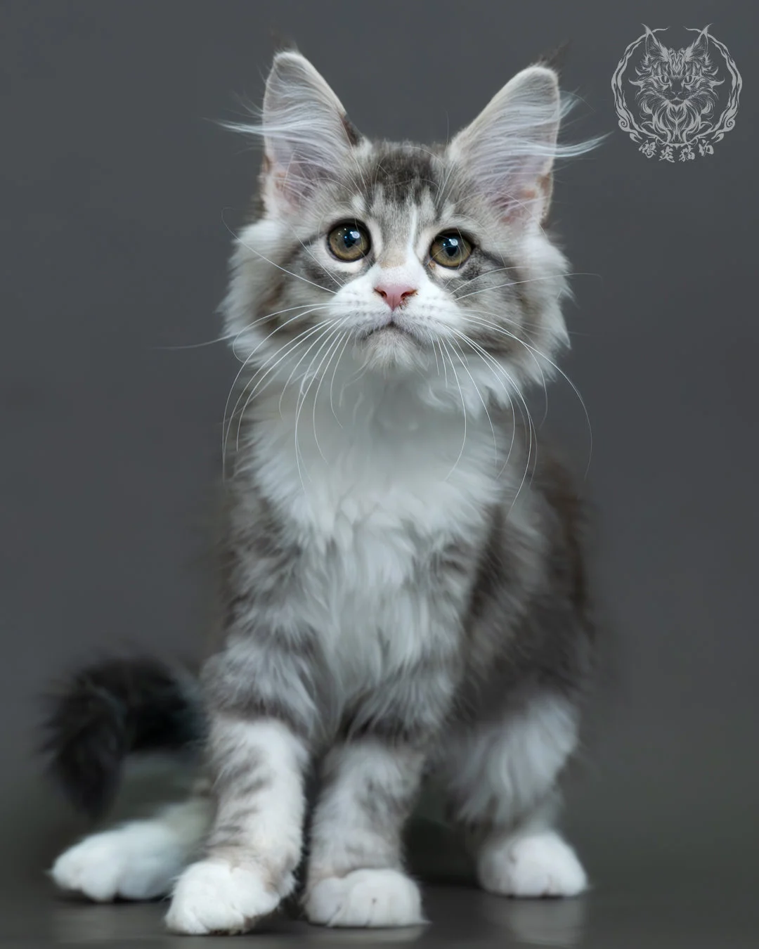 藍銀虎斑緬因貓 2