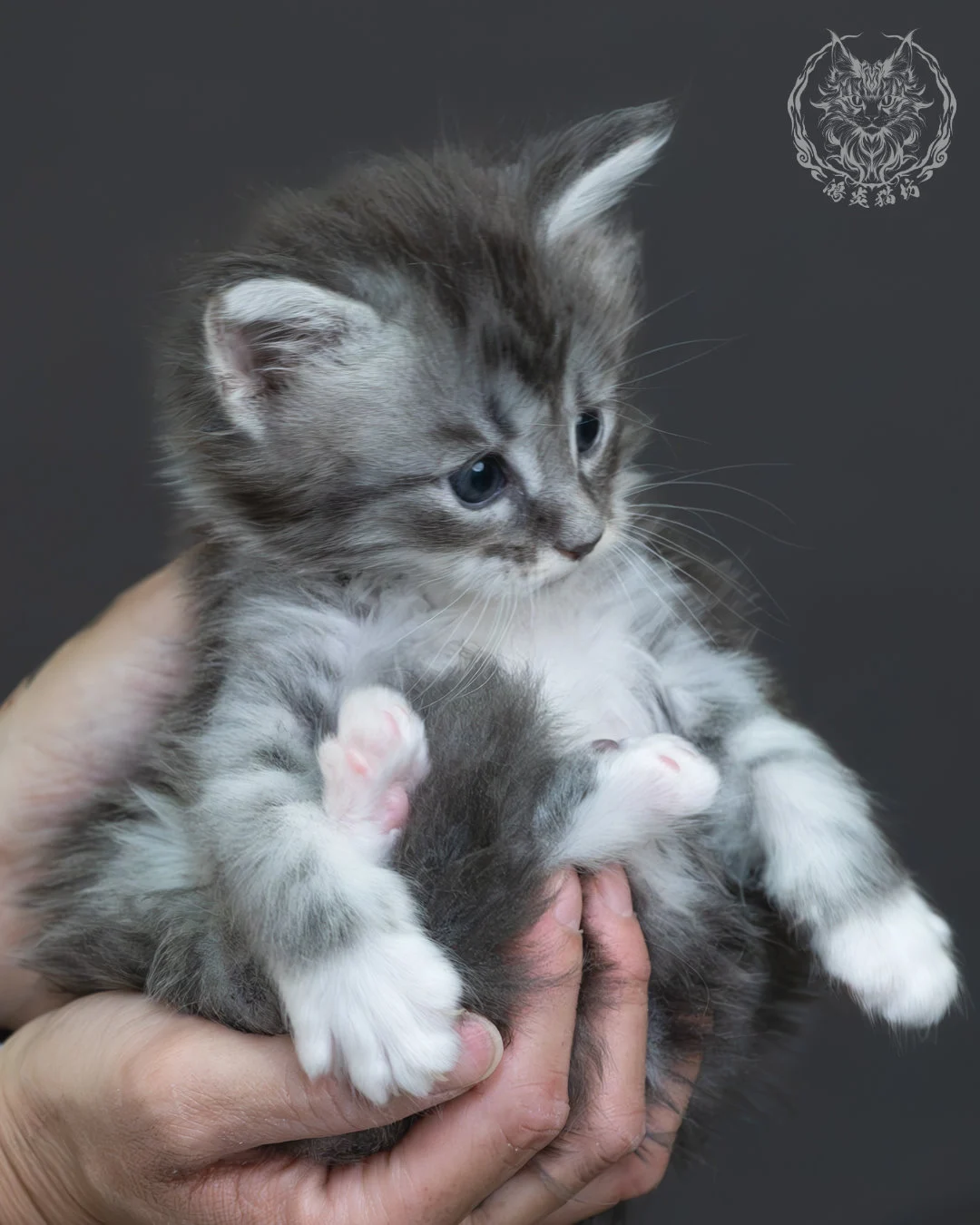 藍銀虎斑緬因貓 5