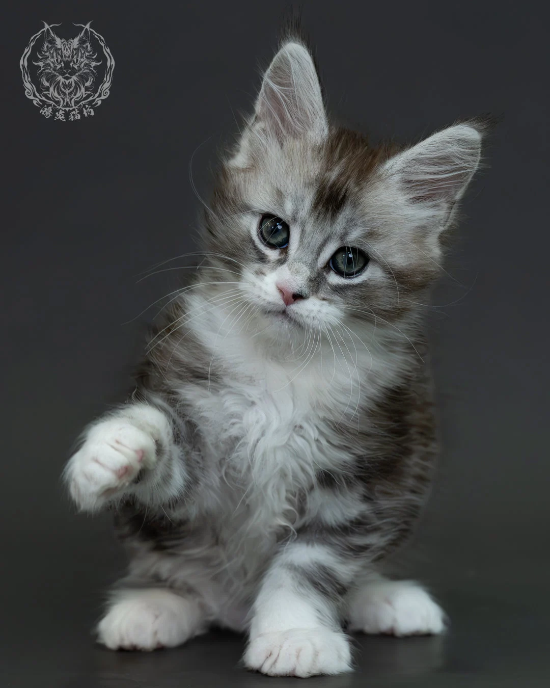 黑銀虎斑緬因貓 5