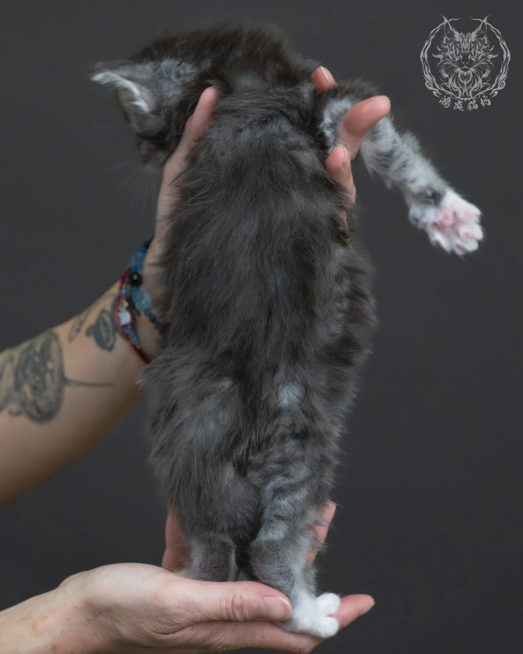 藍銀虎斑緬因貓 13