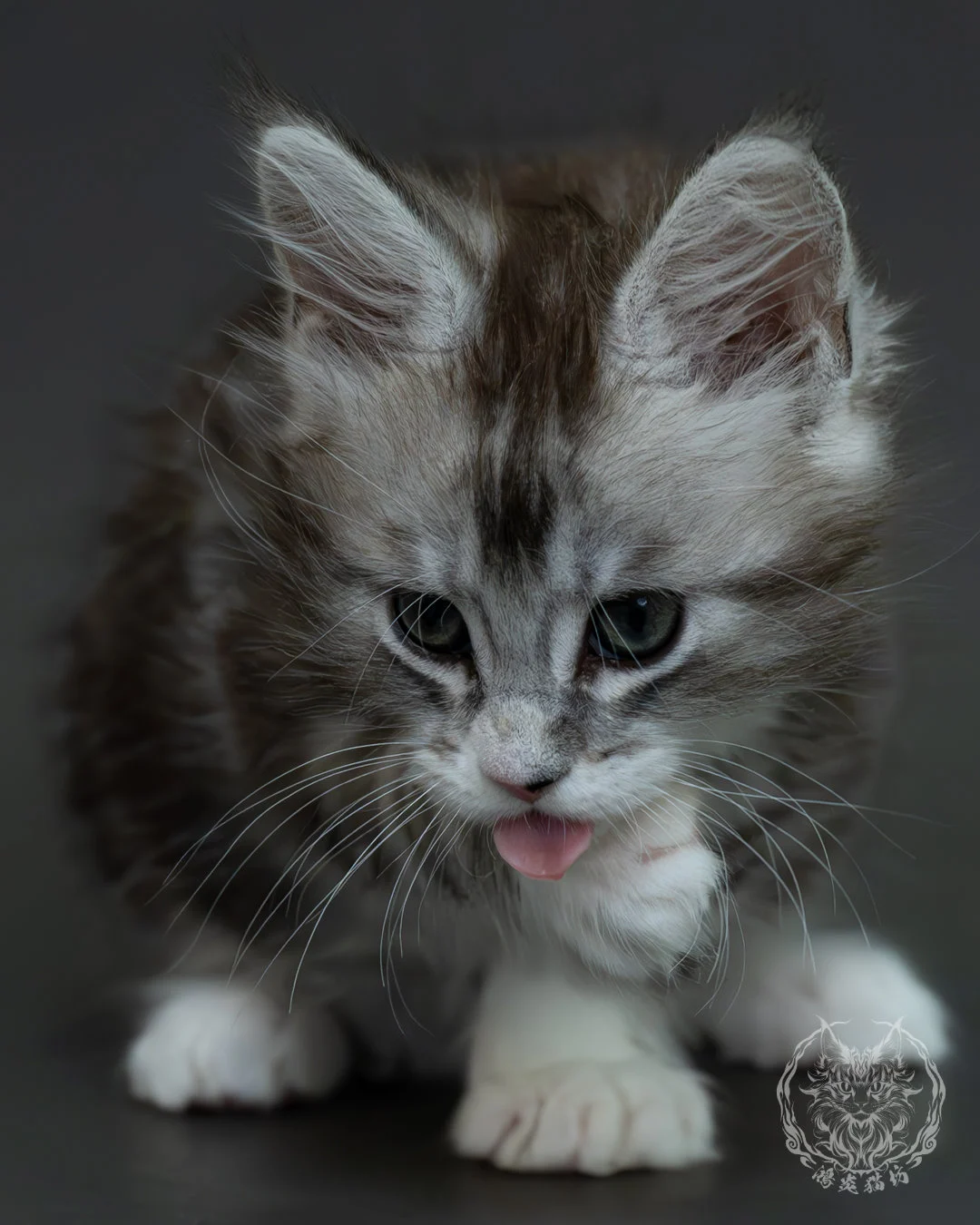 黑銀虎斑緬因貓 8