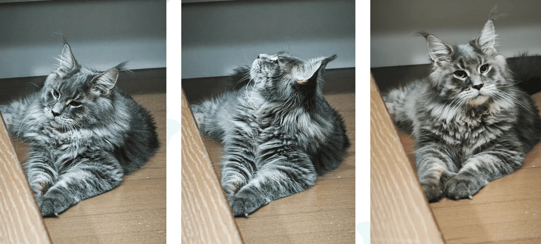 藍虎斑緬因貓 a22