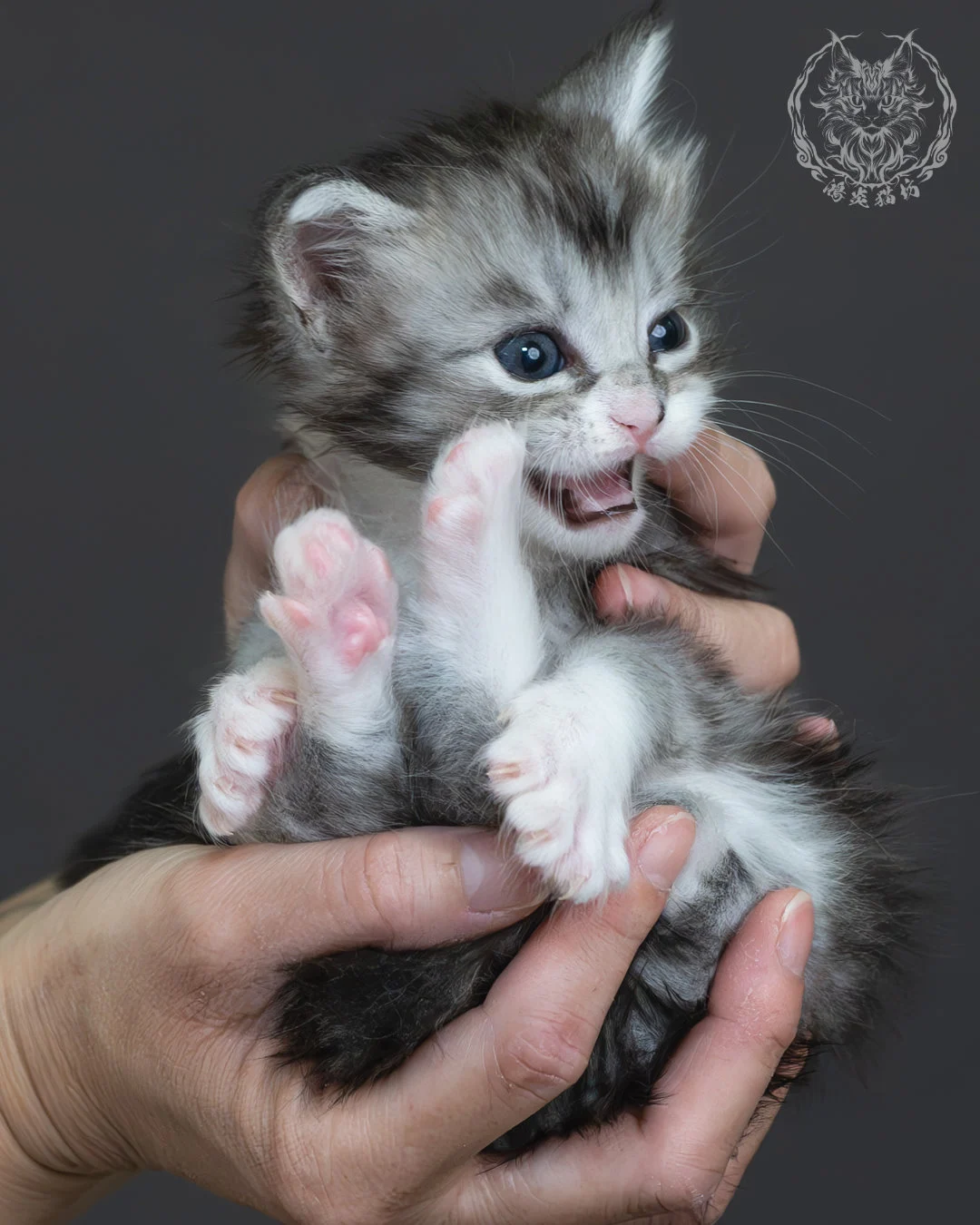 黑銀虎斑緬因貓 12