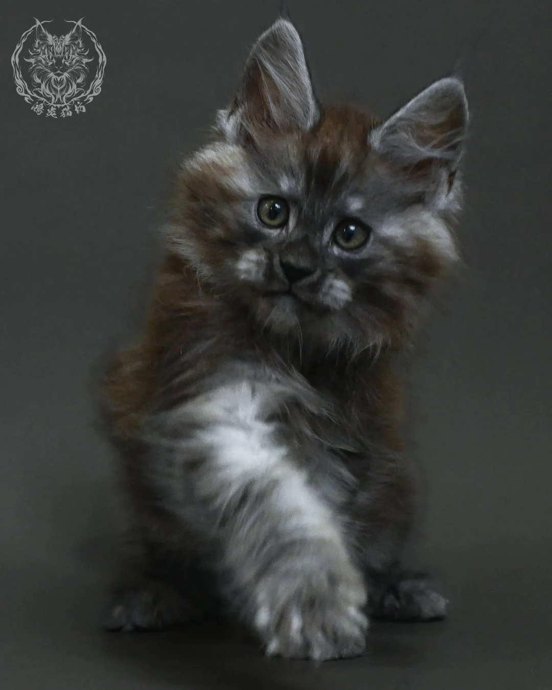 黑銀虎斑緬因貓 3