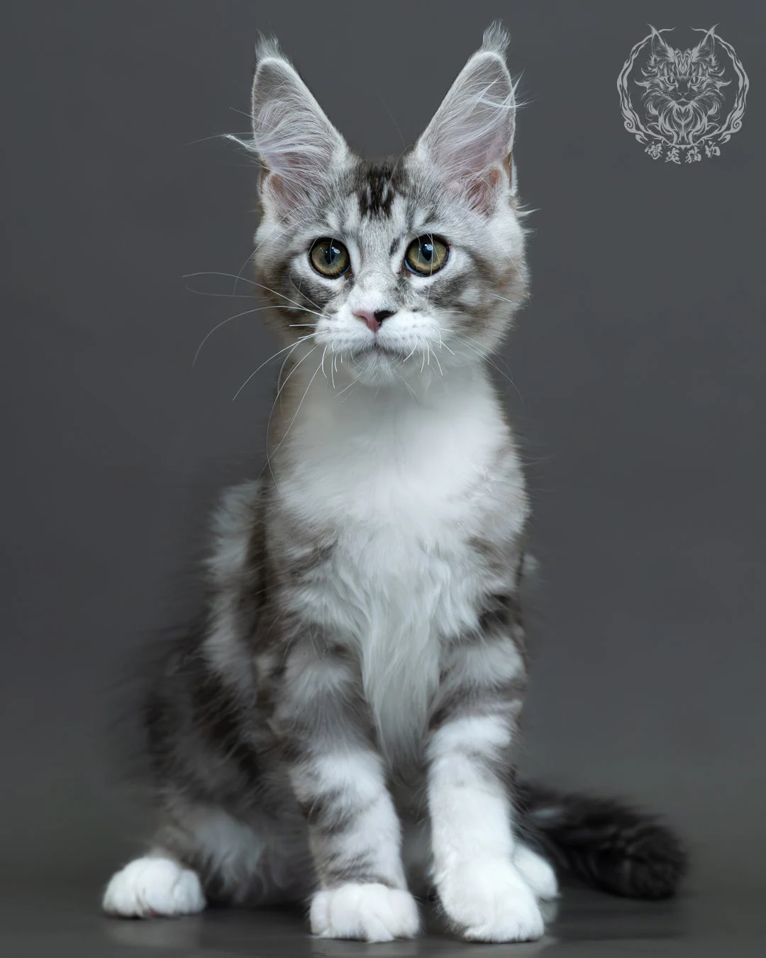 藍銀虎斑緬因貓 1