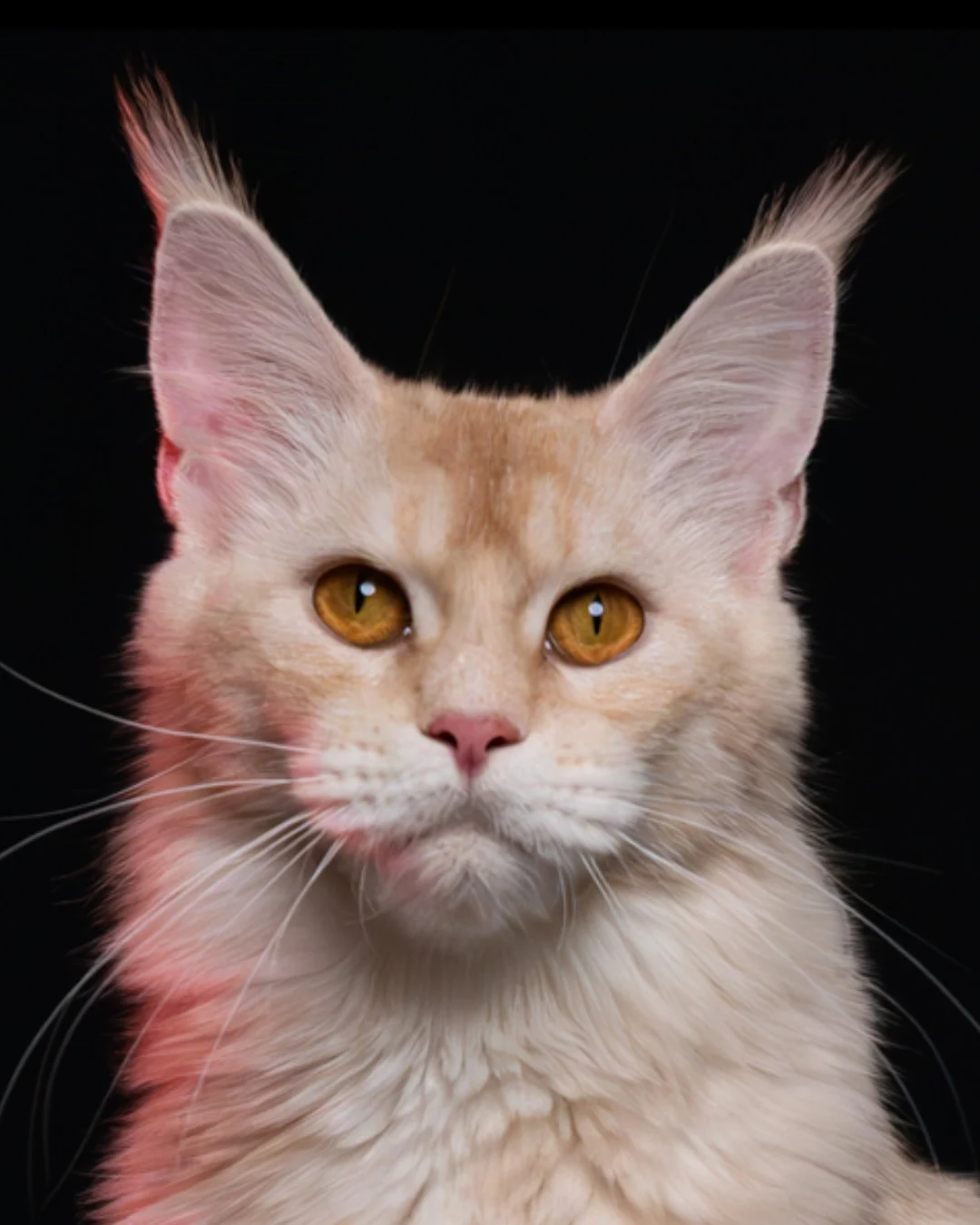 乳銀陰影緬因貓