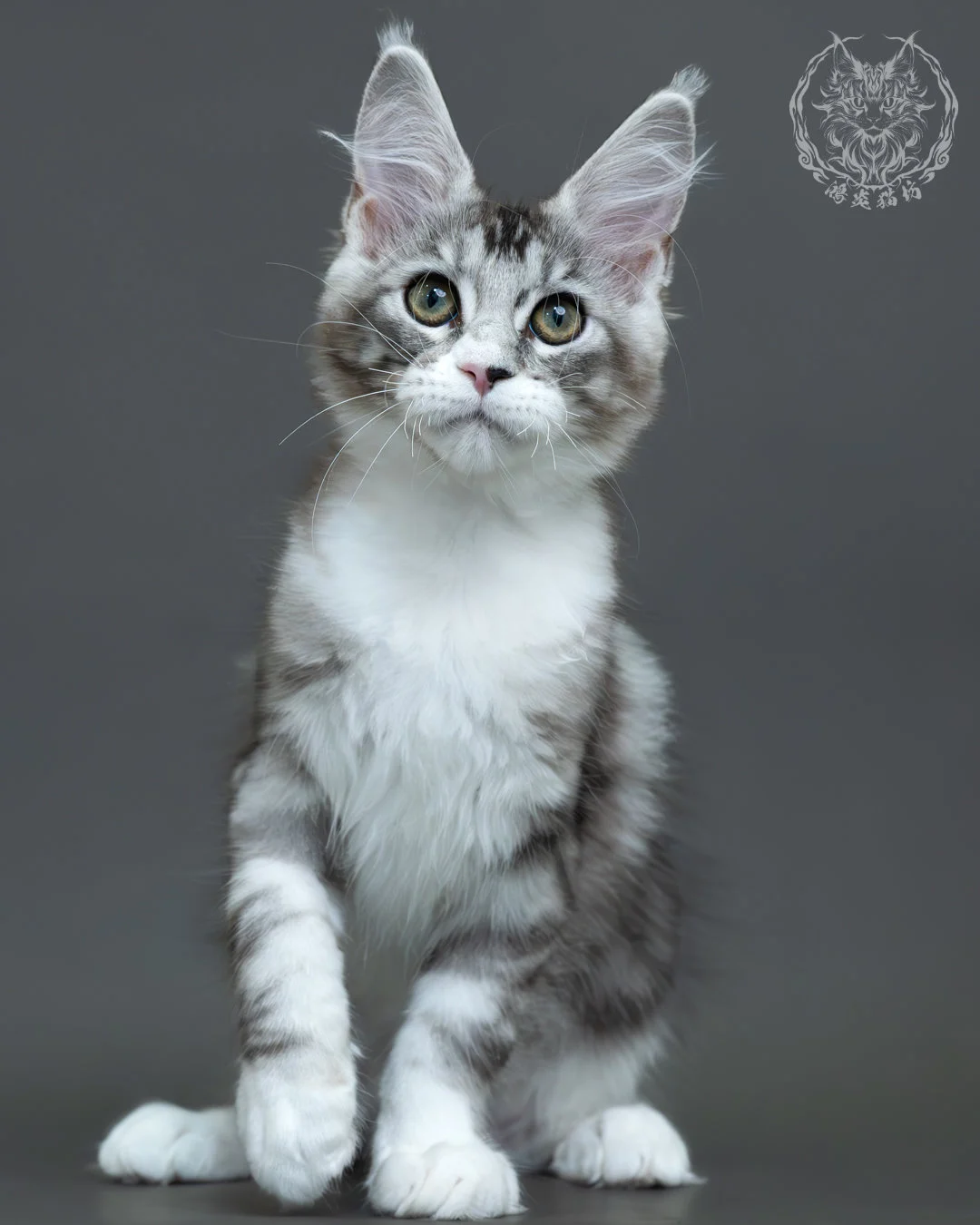 藍銀虎斑緬因貓 11