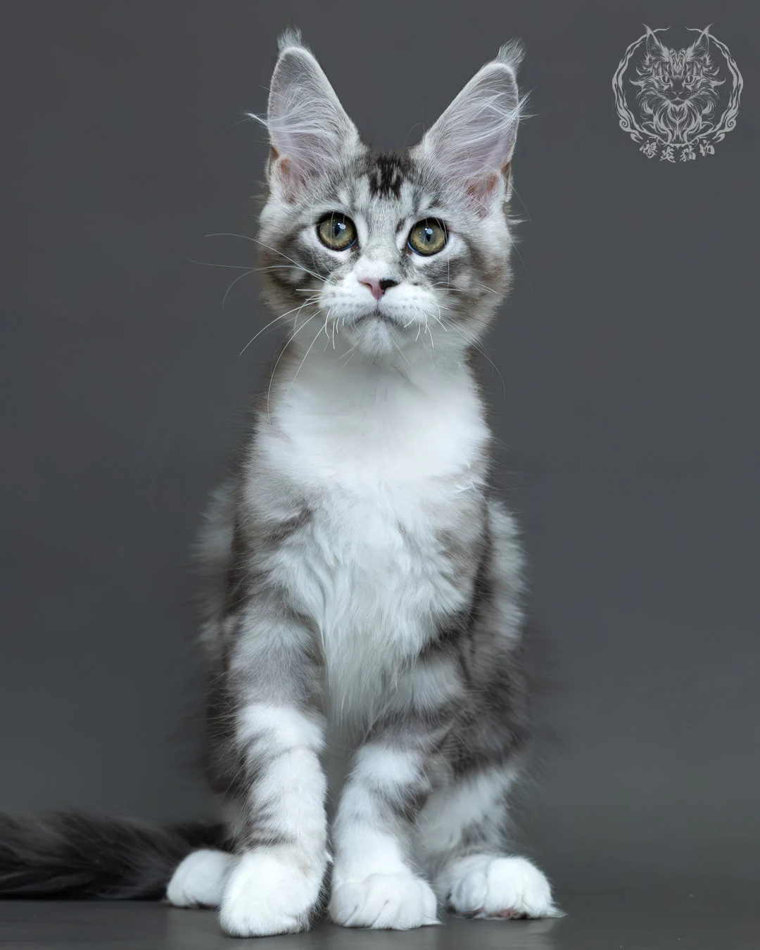 藍銀虎斑緬因貓 5