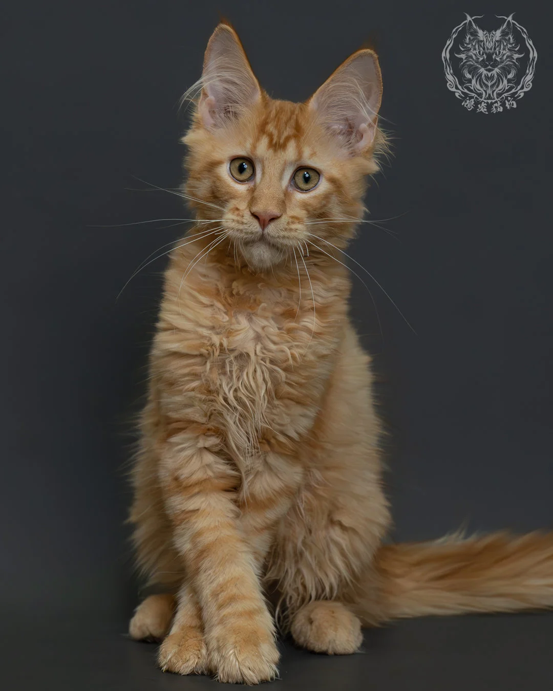 紅虎斑緬因貓 6