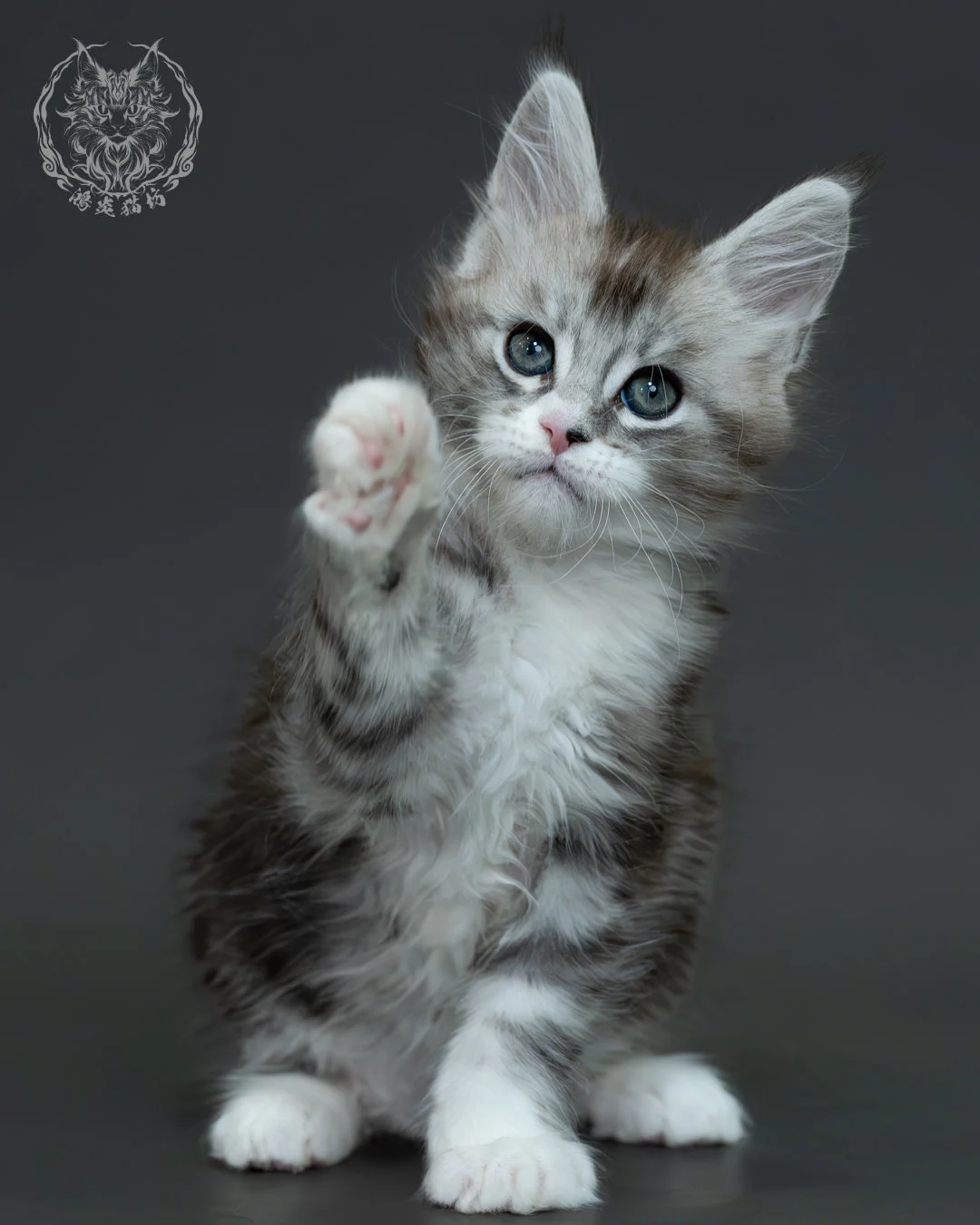 黑銀虎斑緬因貓 7