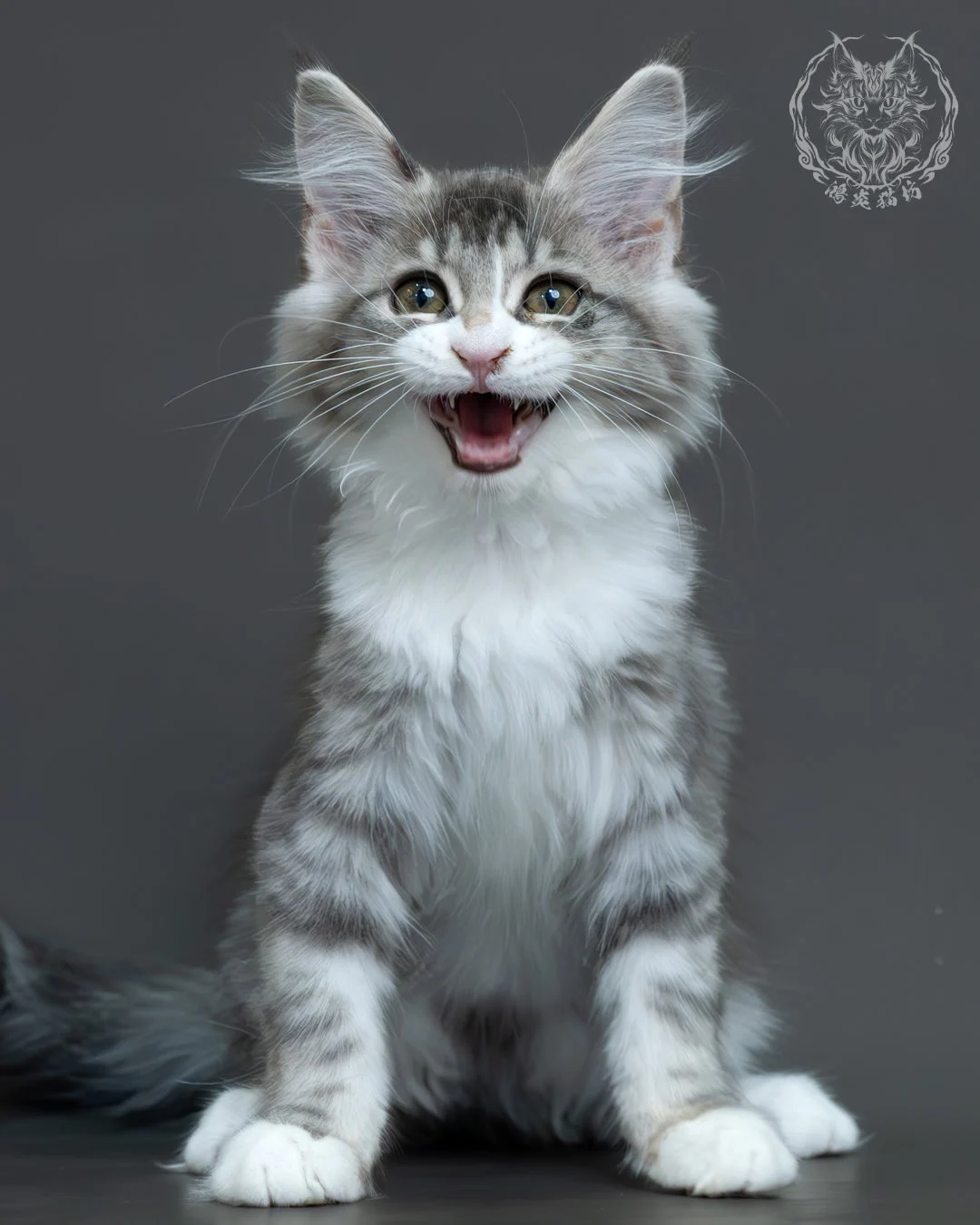 藍銀虎斑緬因貓 9