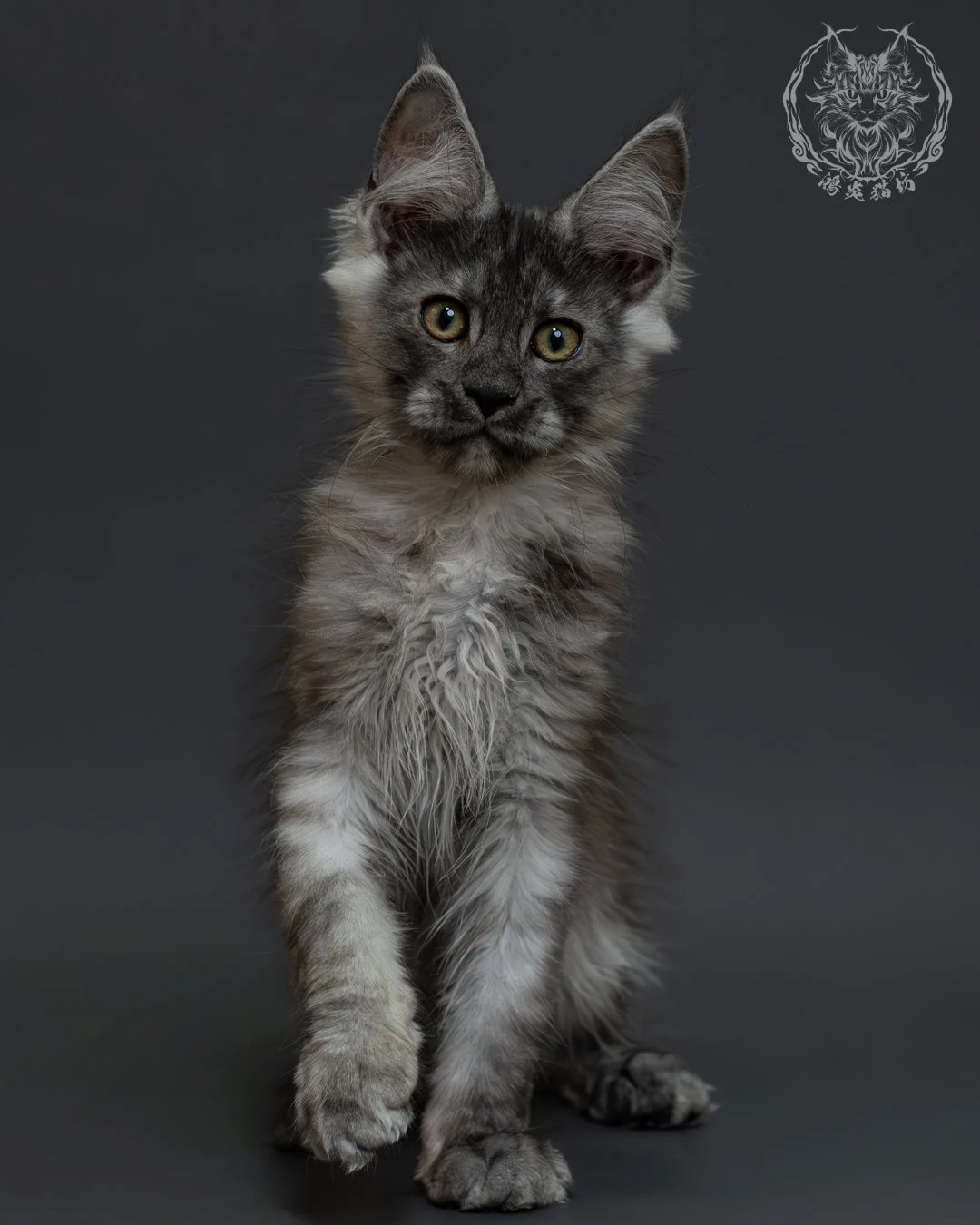 黑銀虎斑緬因貓 11