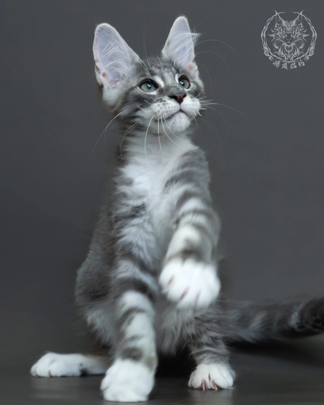 藍銀虎斑緬因貓 7