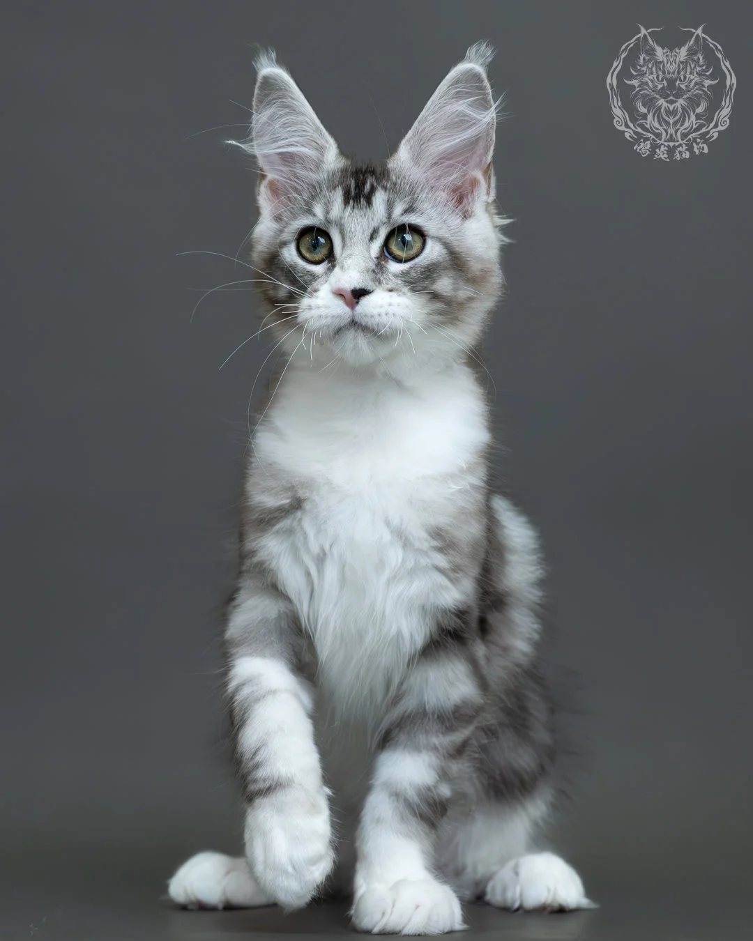 藍銀虎斑緬因貓 12