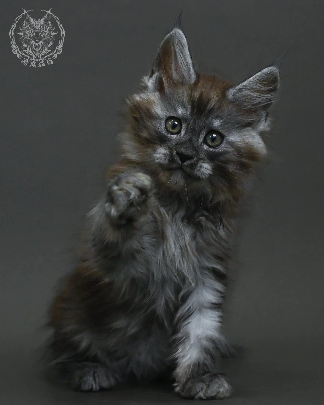 黑銀虎斑緬因貓 12