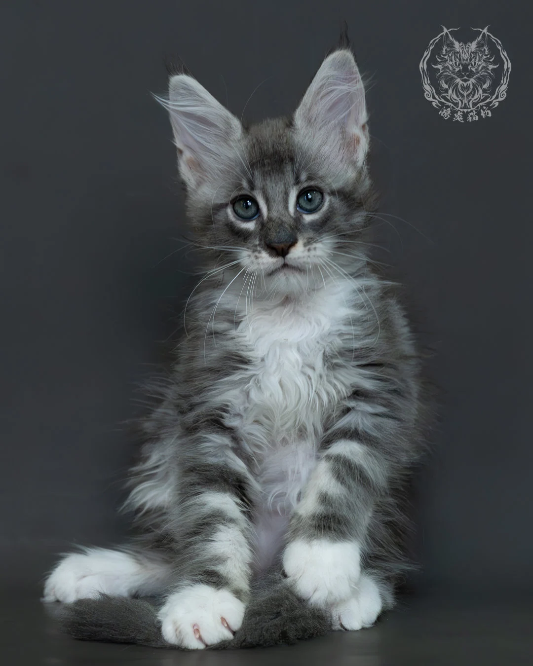 藍銀虎斑緬因貓 7