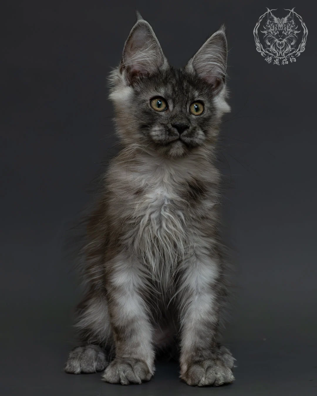 黑銀虎斑緬因貓 6