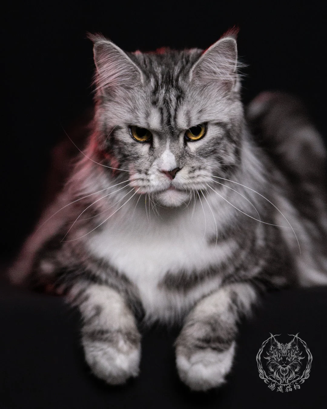 黑銀虎斑緬因貓