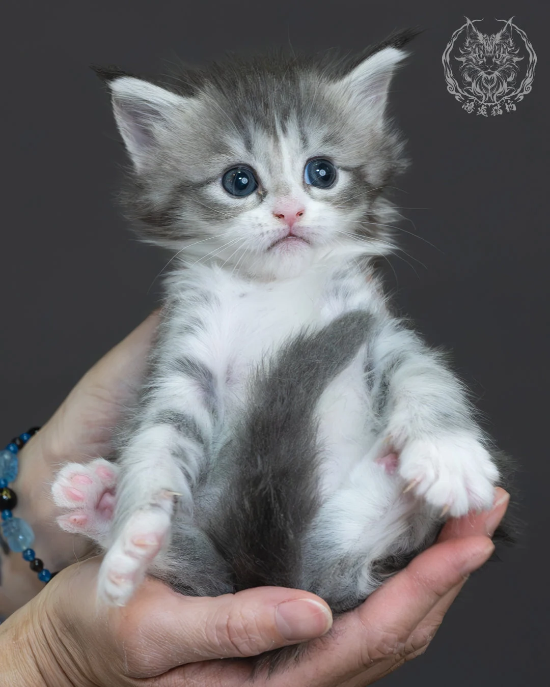 藍銀虎斑緬因貓 3