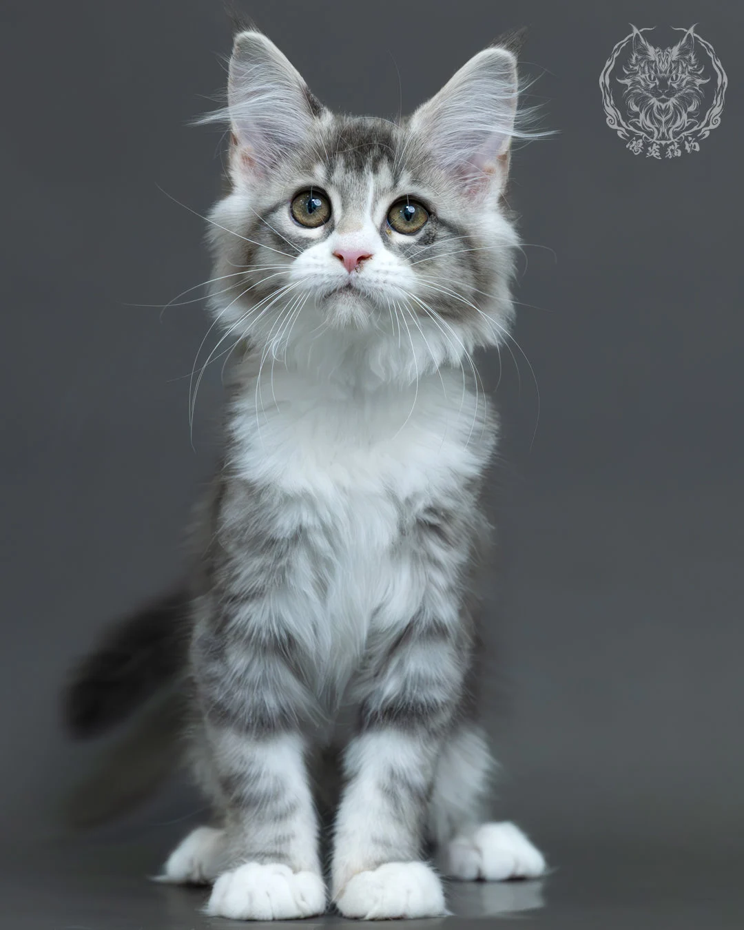 藍銀虎斑緬因貓 11