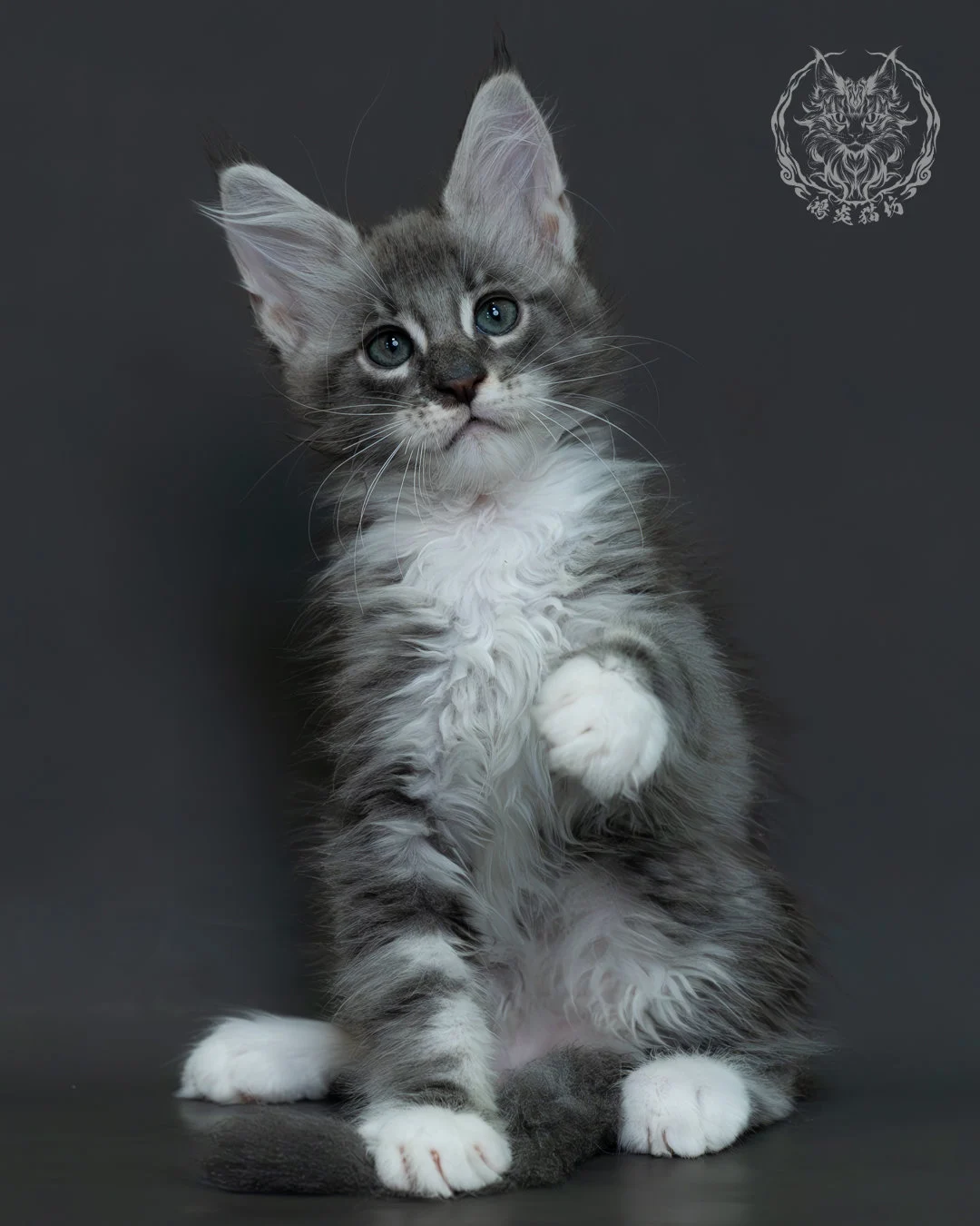 藍銀虎斑緬因貓 6