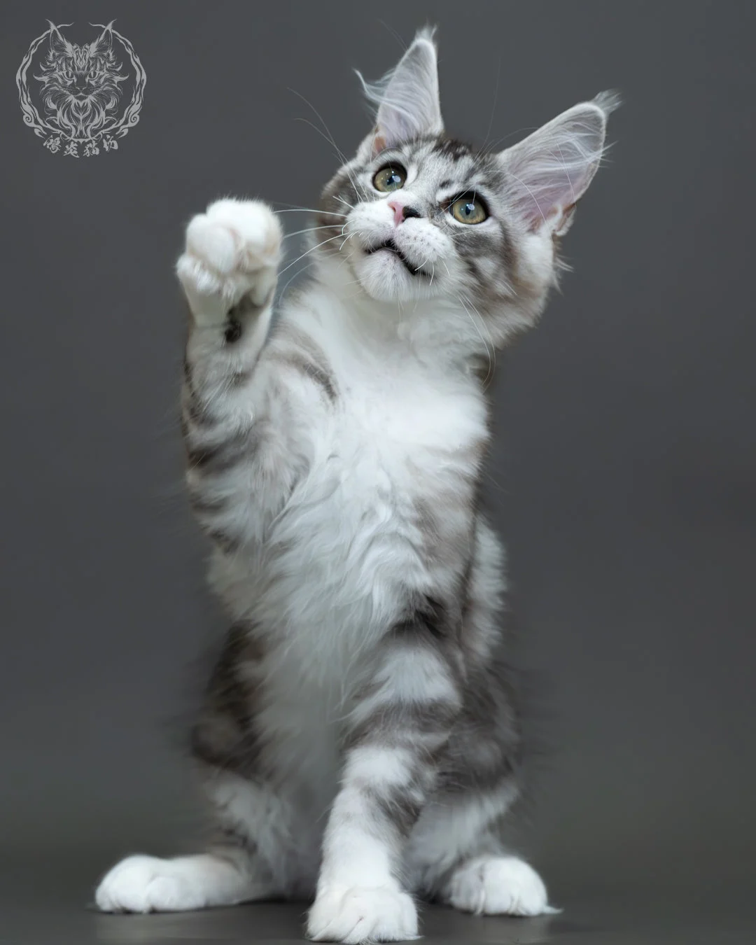 藍銀虎斑緬因貓 14