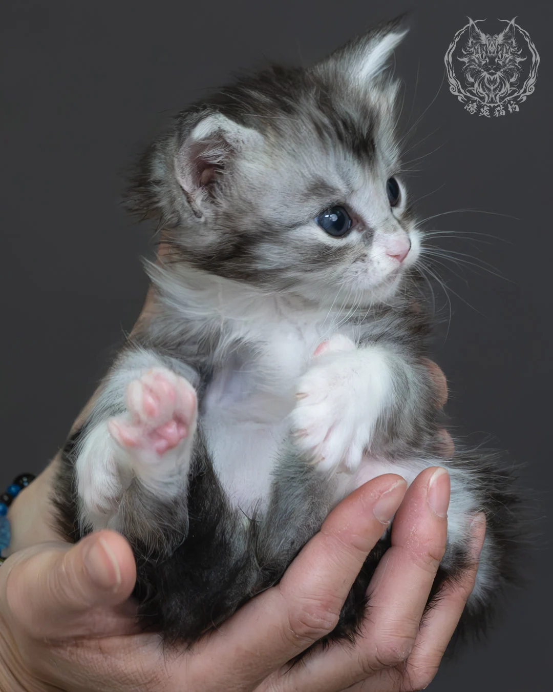 黑銀虎斑緬因貓 11