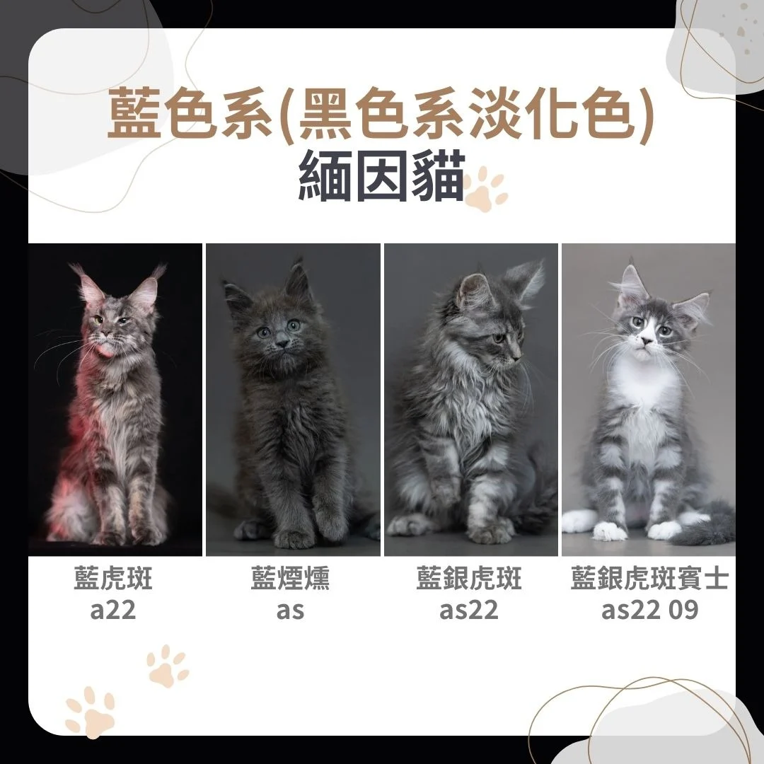 藍色/黑色系緬因貓