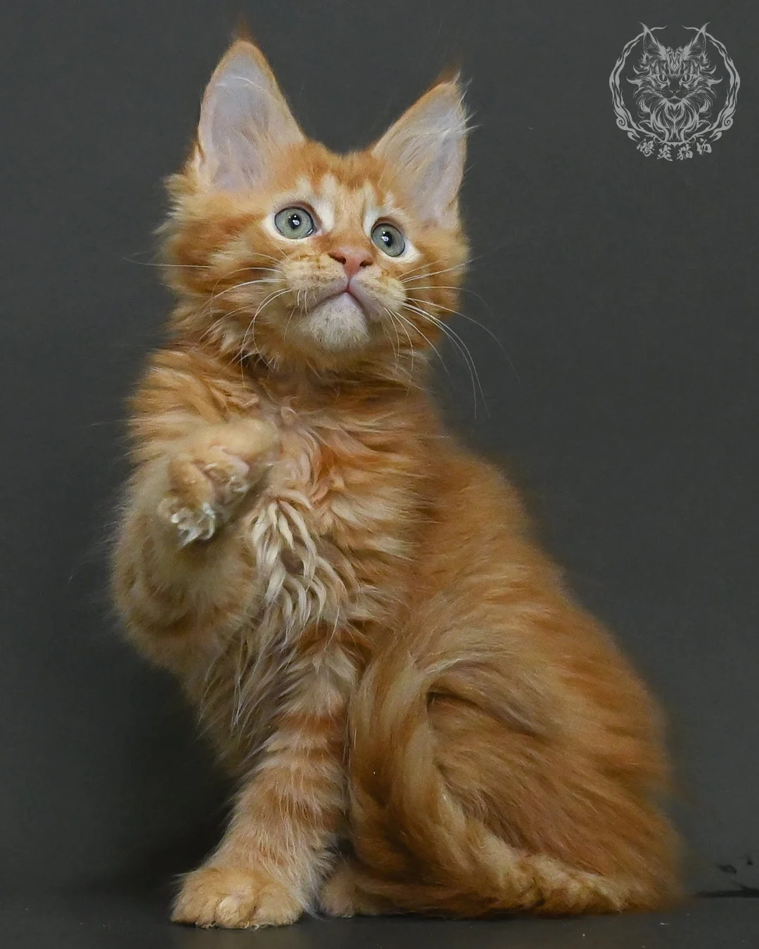 紅虎斑緬因貓 3