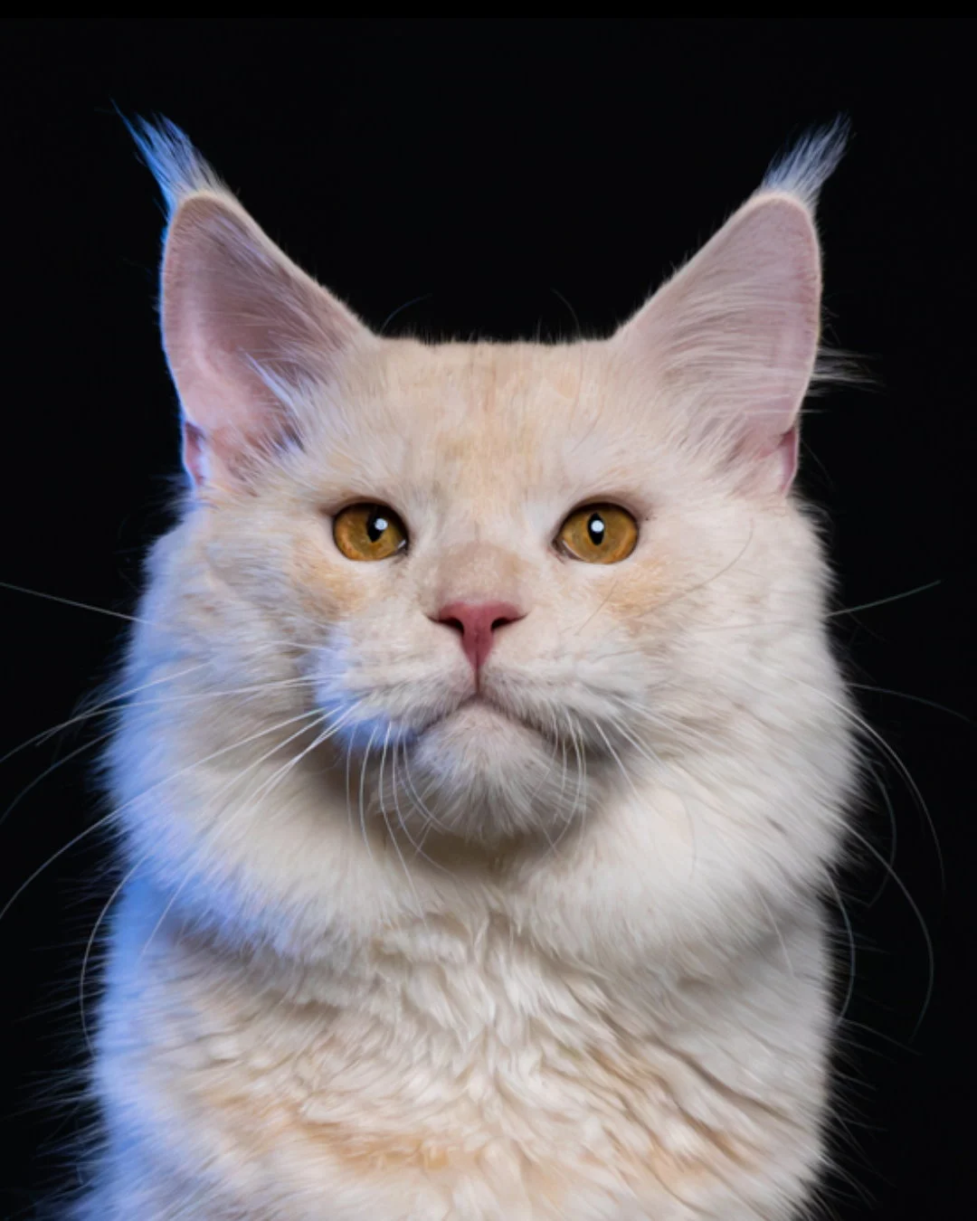 乳煙陰影緬因貓