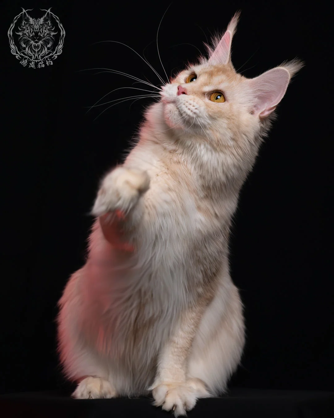 乳銀陰影緬因貓 5