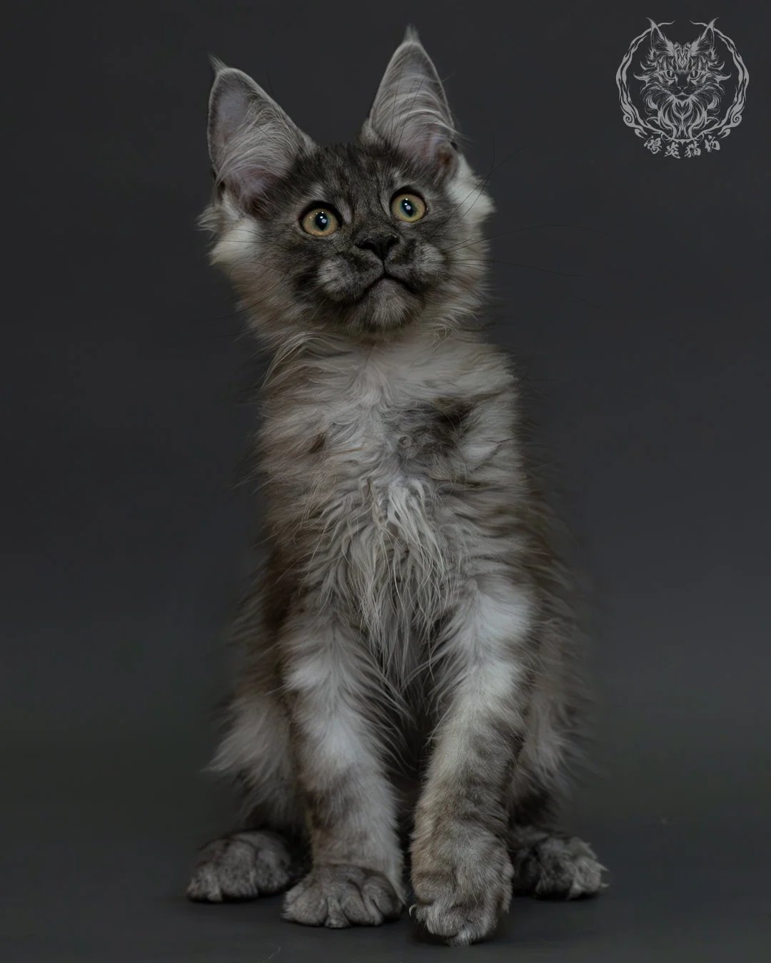 黑銀虎斑緬因貓 7