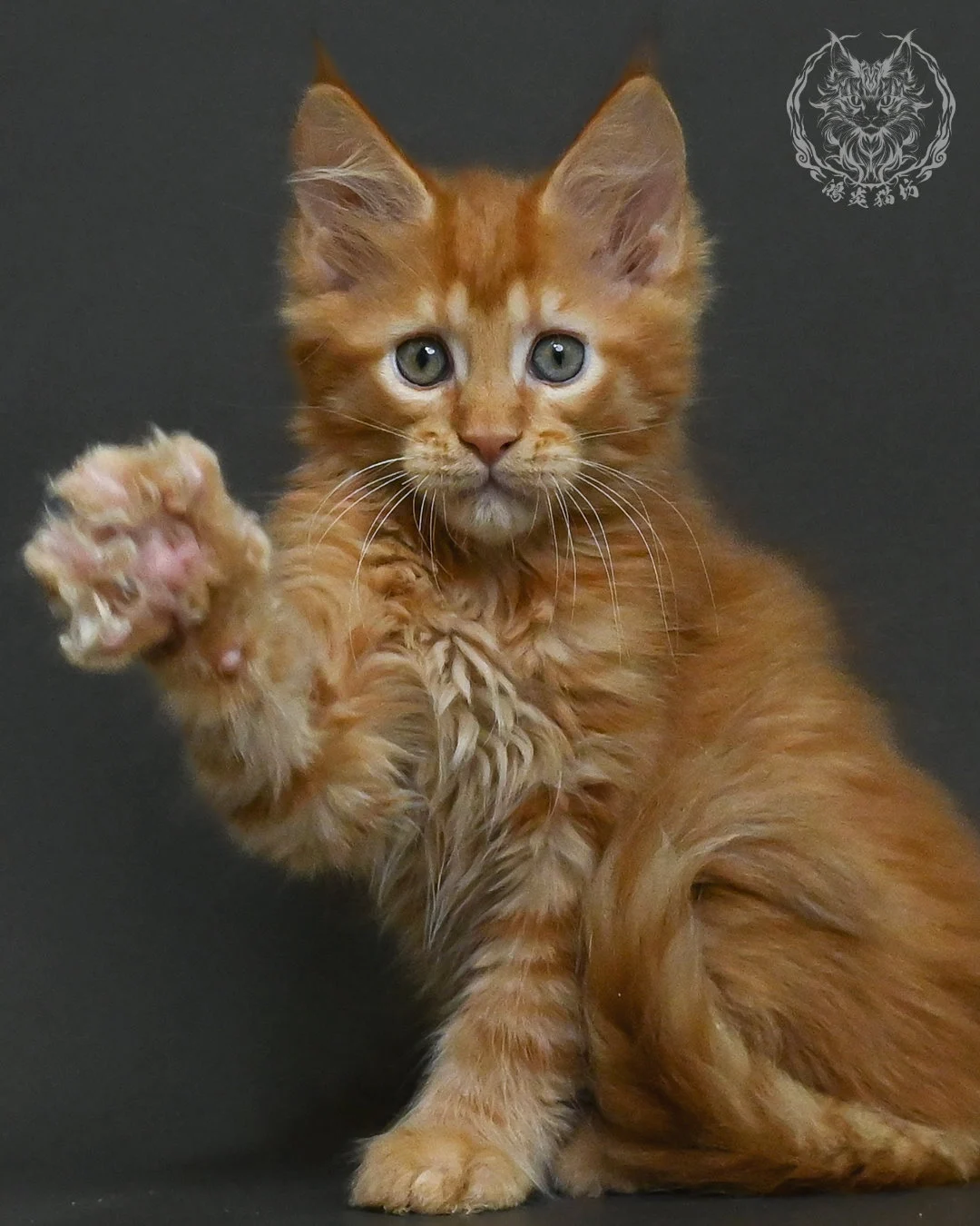 紅虎斑緬因貓 4