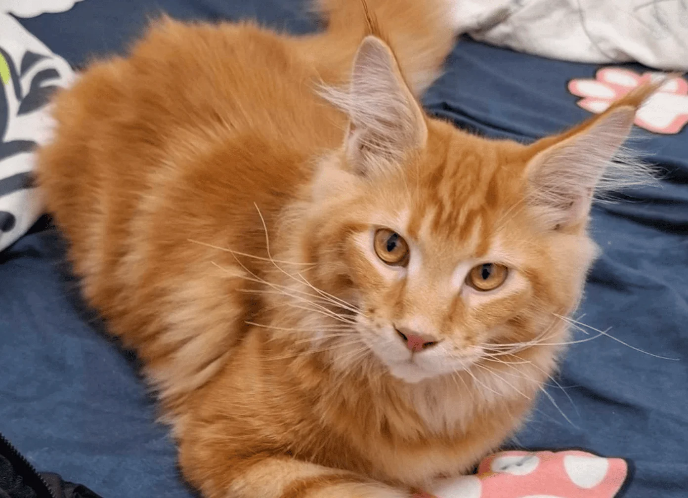 紅虎斑緬因貓 d22