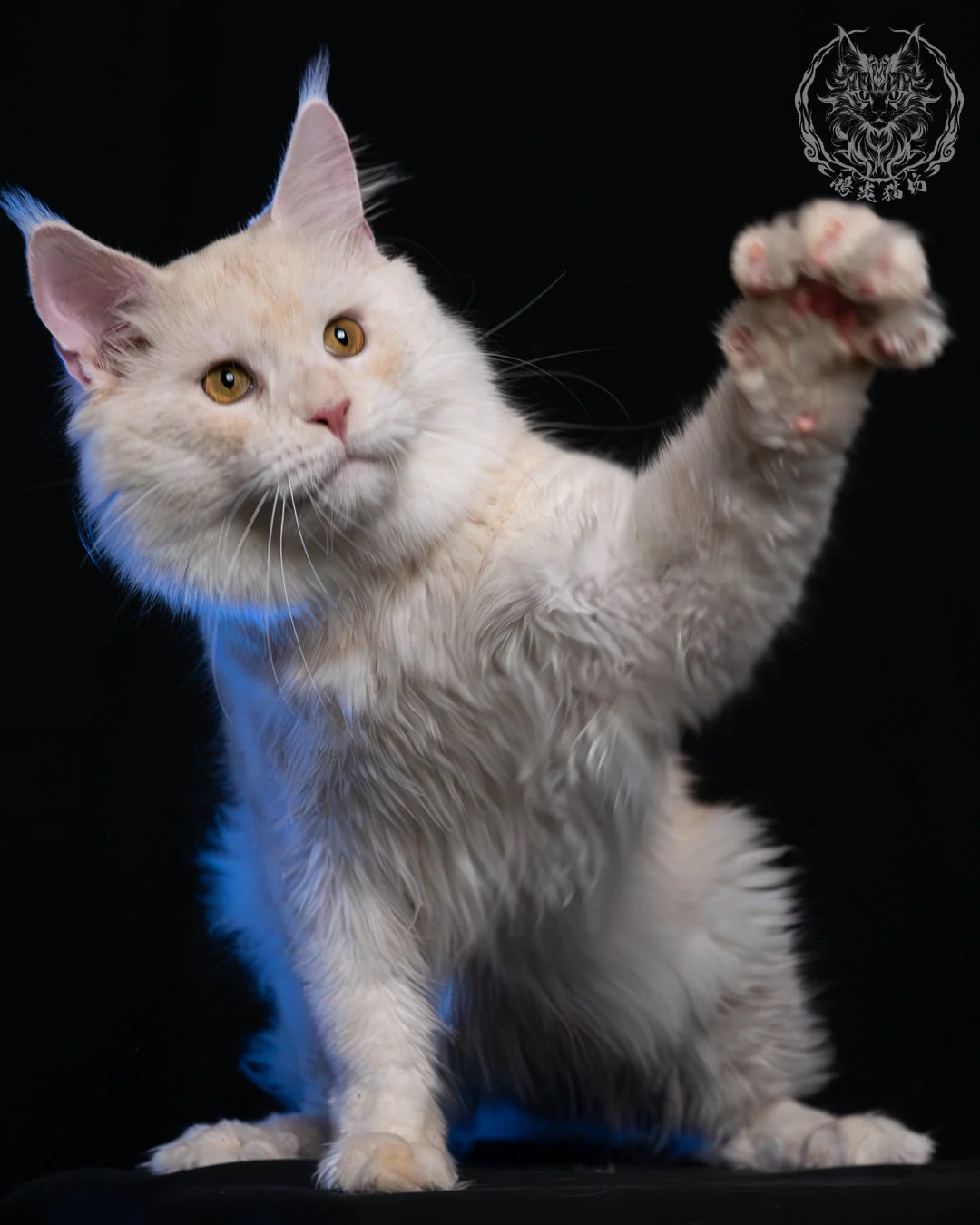 乳煙陰影緬因貓 5