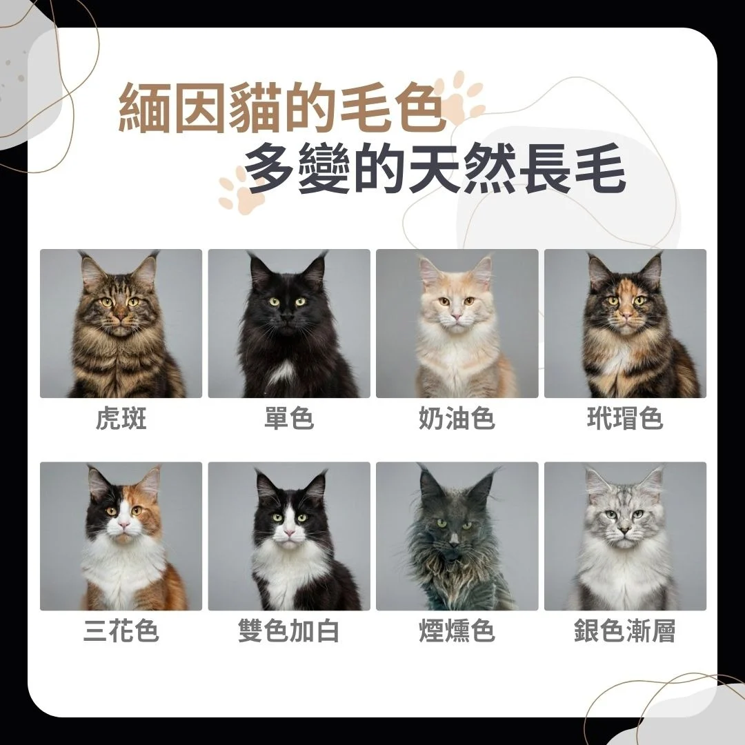 緬因貓的毛色
