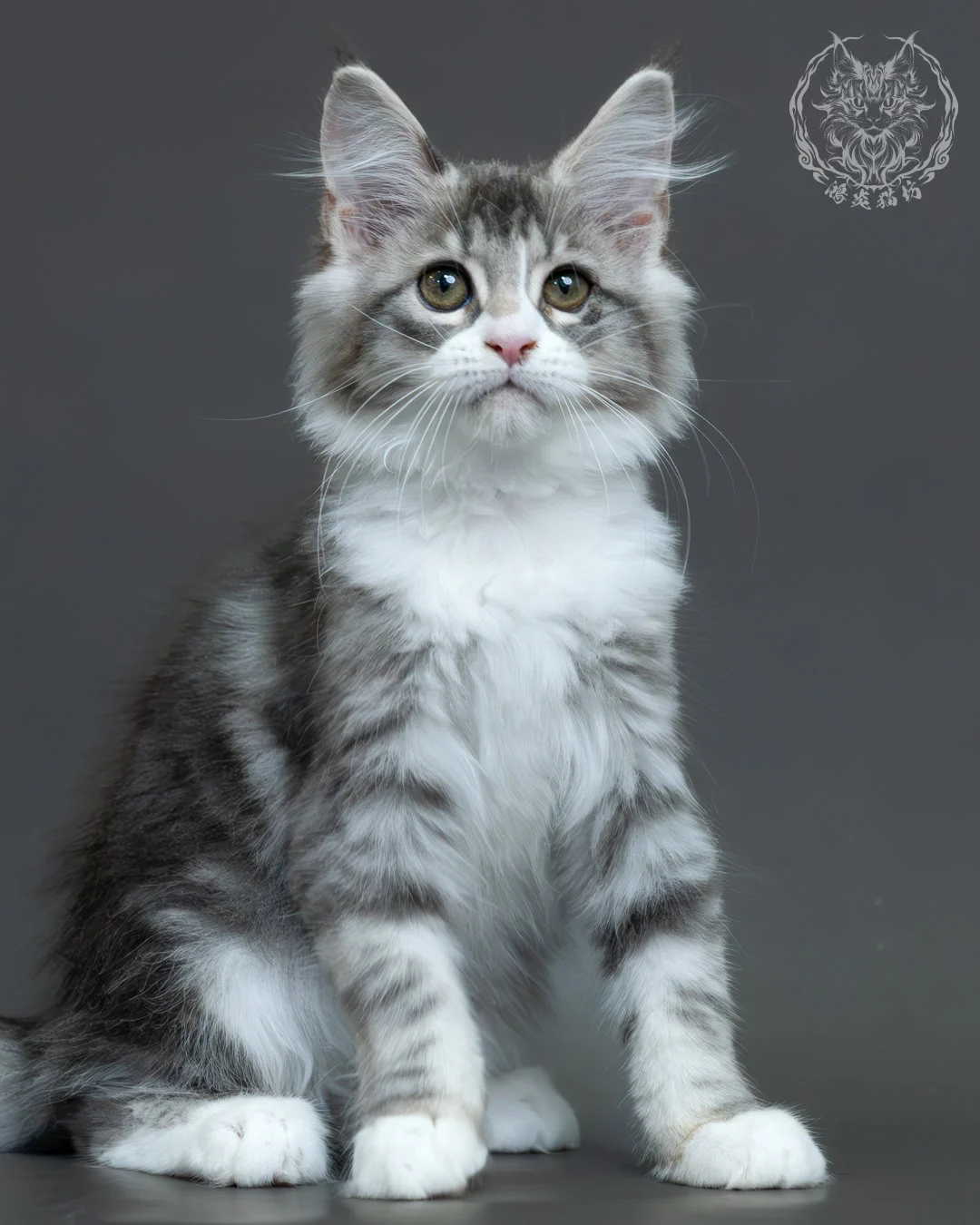 藍銀虎斑緬因貓 5