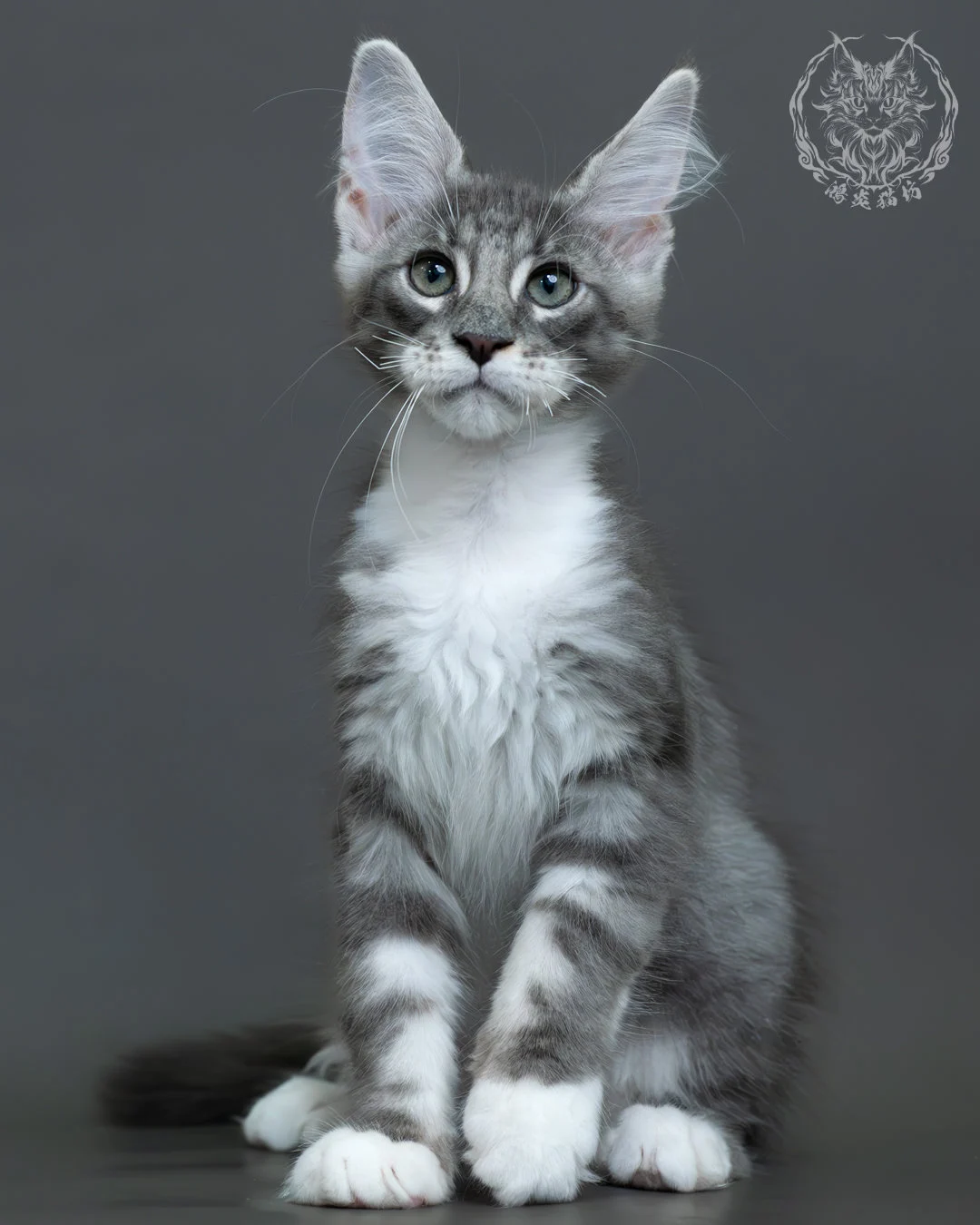 藍銀虎斑緬因貓 14